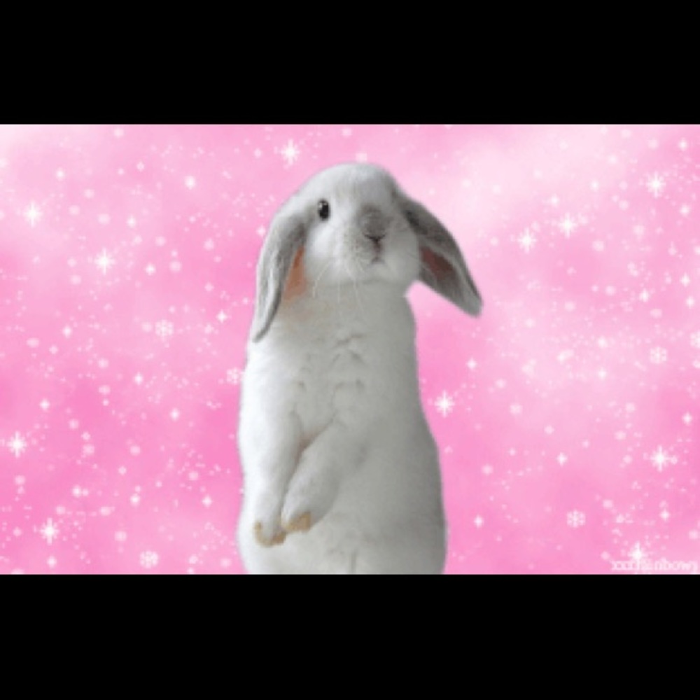 It’s ya girl, Bunny! 🐇